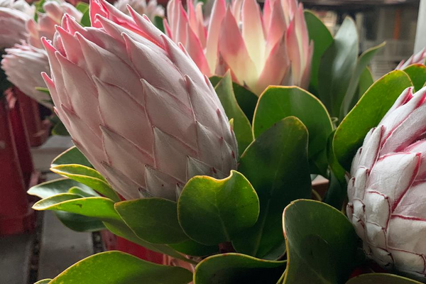 Wholesale Pot Plants vs Fresh Cut Flowers: Which Is Better for Your Business?