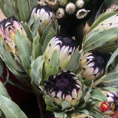 Dias Flowers Helps Angolan Businesses Find the Best Value Wholesale Flowers for Every Occasion