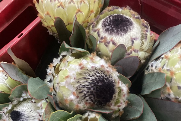 Finding the Best Value Wholesale Flowers in Cape Town: Quality, Cost and Supplier Success