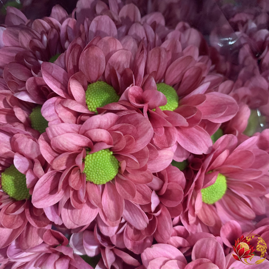 The Best Wholesale Flowers for Your Money in Edinburgh: A Guide to Quality, Cost and Value
