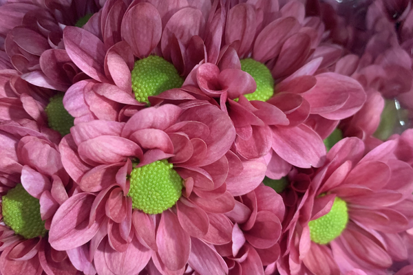 The Best Wholesale Flowers for Your Money in Edinburgh: A Guide to Quality, Cost and Value