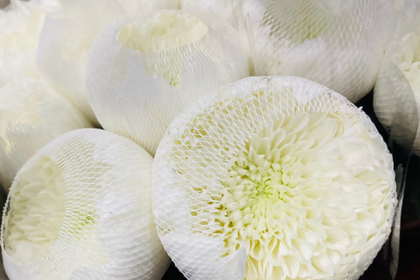 Finding the Best Value Wholesale Flowers in Zurich, Switzerland: Quality, Cost and Smart Buying Tips
