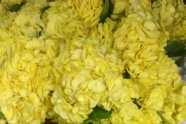 Best Time to Buy Wholesale Flowers: Seasonal Tips for Businesses and Florists