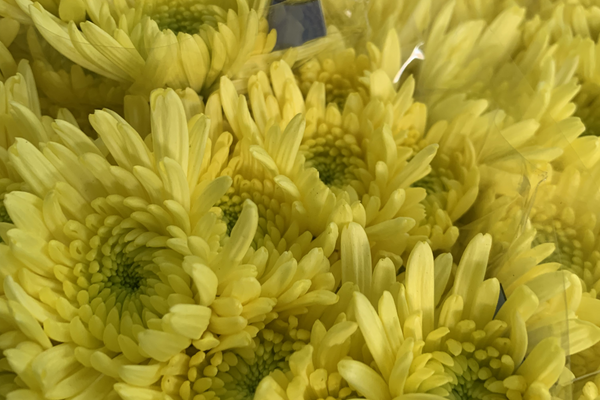 What Are the Best Value Wholesale Flowers in Paris, France? A Guide to Affordable Bulk Flowers