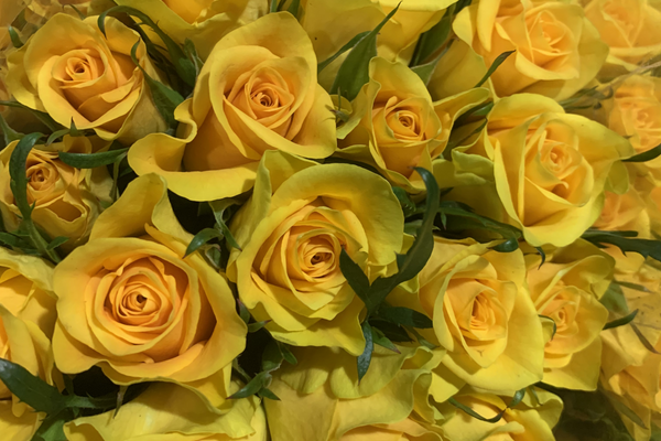 Best Wholesale Flowers for Your Money in Abidjan: Affordable Options for Businesses