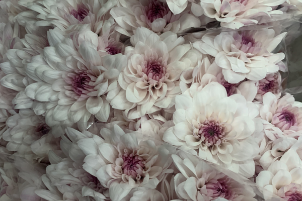 Wholesale Flowers for Florists: How to Choose a Reliable Flower Supplier
