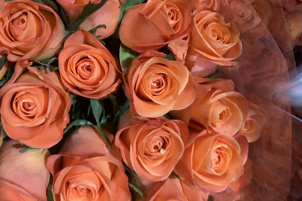 How Dias Flowers Helps Businesses Find the Best Value Wholesale Flowers in Saudi Arabia