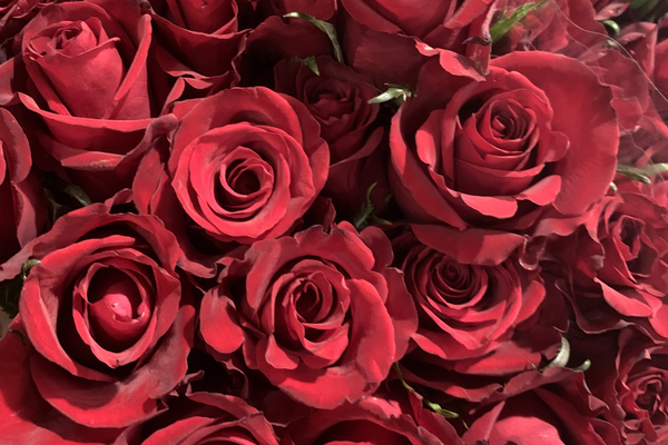Most Profitable Flowers to Sell: Popular Flowers That Perform Well for Businesses