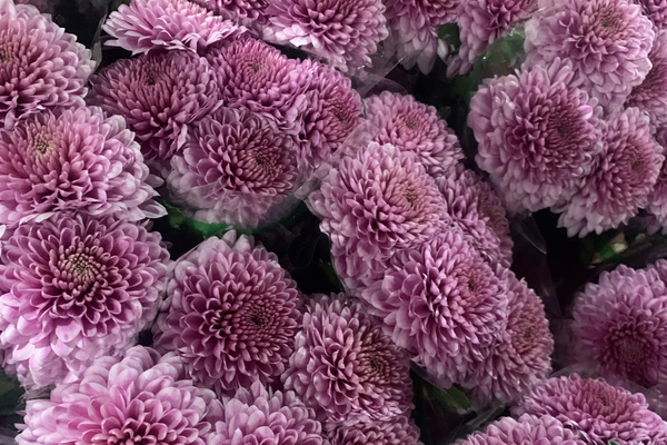 How to Choose the Right Wholesale Flower Supplier for Your Supermarket or Retail Store