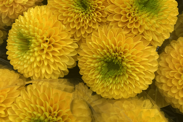 How to Export Flowers From South Africa: A Guide to International Flower Supply