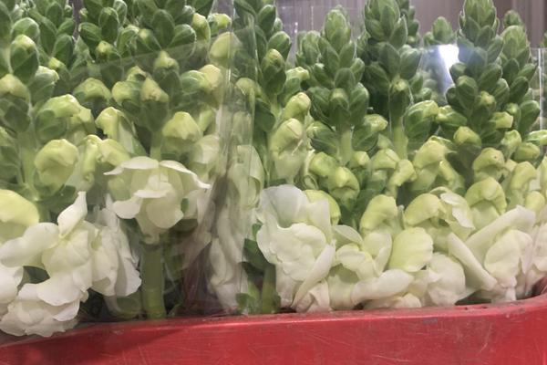 How Do Wholesale Flower Markets Work? A Behind-the-Scenes Look at Flower Supply Chains