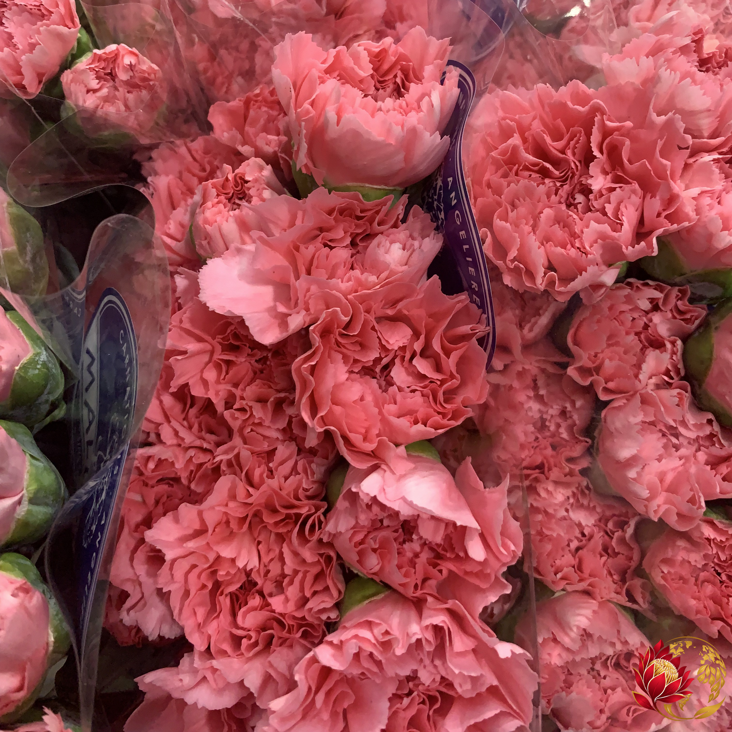 Wholesale Fillers
