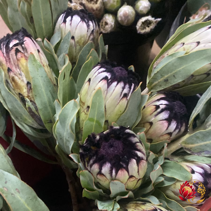 Wholesale Fresh Greenery