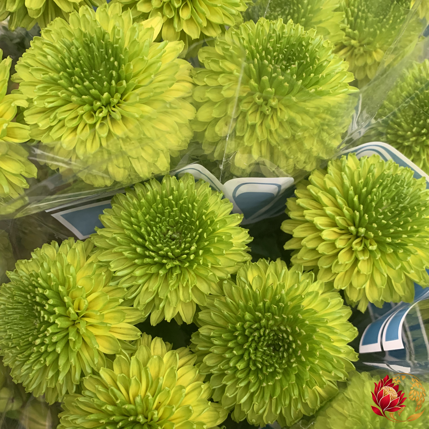 Wholesale Flowers