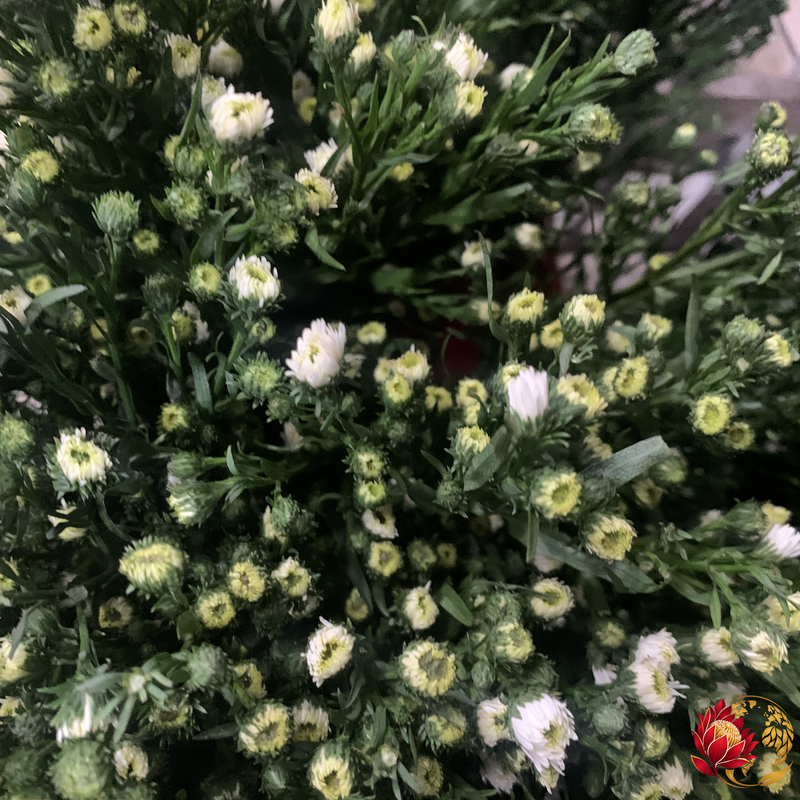 Wholesale Aster | Buy Fresh Cut Flowers in Bulk | Johannesburg