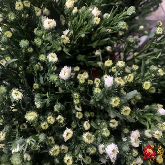 Wholesale Aster | Buy Fresh Cut Flowers in Bulk | Johannesburg