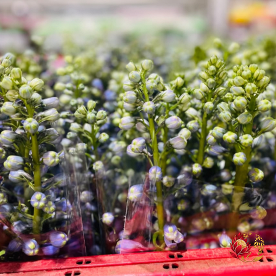 Wholesale Blue Delphinium | Buy Fresh Cut Flowers in Bulk | Johannesburg