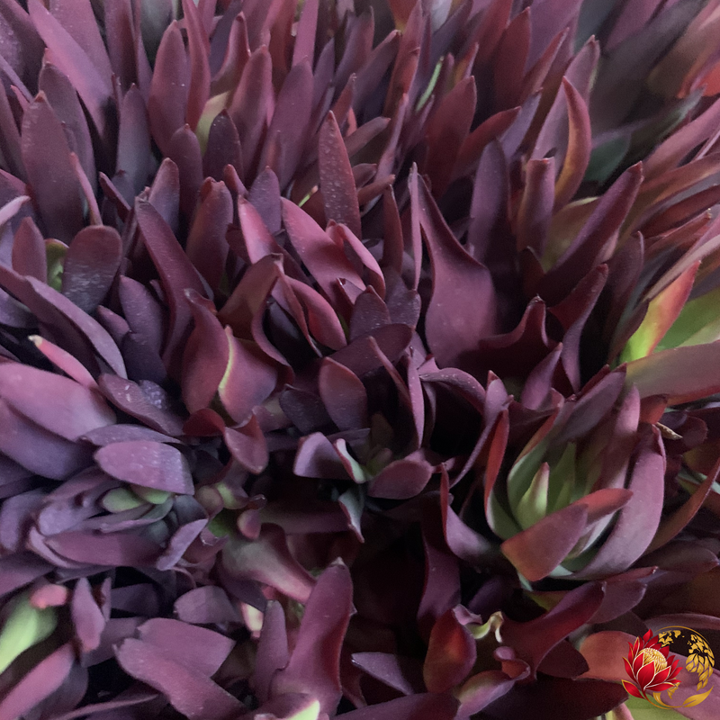 Vente en gros de fard à joues | Acheter des fleurs fraîches coupées en vrac | Johannesburg