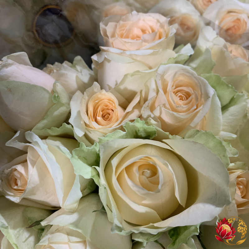 Rosas Creme Champagne por Atacado | Compre Rosas Frescas a Granel | Joanesburgo