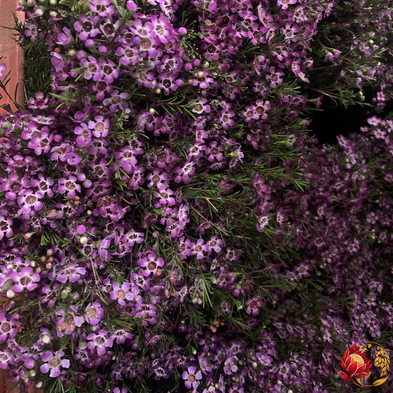 Wholesale Pink Dianthus | Buy Fresh Cut Flowers in Bulk | Johannesburg