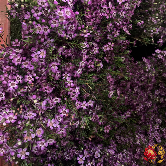 Wholesale Pink Dianthus | Buy Fresh Cut Flowers in Bulk | Johannesburg