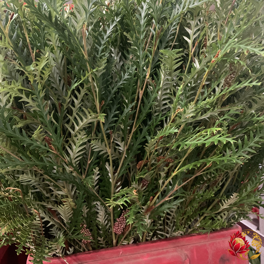 Wholesale Grevillea | Buy Fresh Cut Flowers in Bulk | Johannesburg