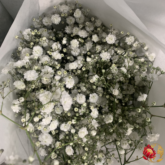 Wholesale Gypsophila | Buy Fresh Cut Flowers in Bulk | Johannesburg