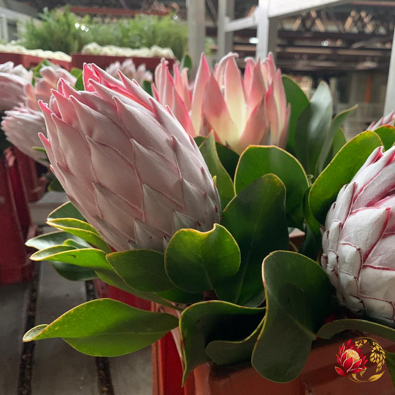 Wholesale Pink King Protea | Buy Fresh Cut Flowers in Bulk | Johannesburg