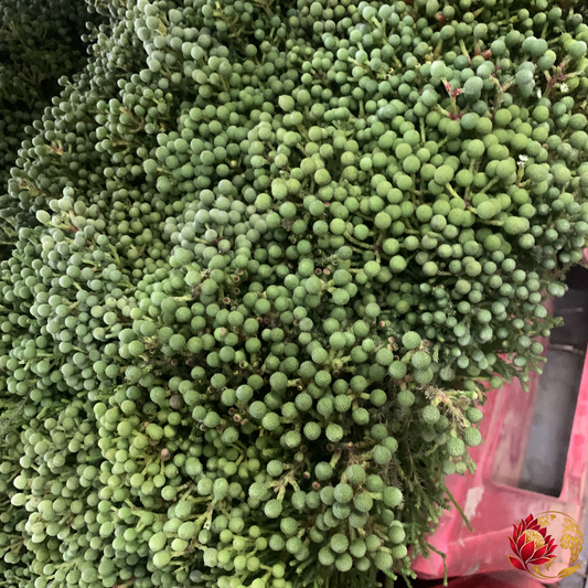 Wholesale Kol Kol | Buy Fresh Cut Flowers in Bulk | Johannesburg