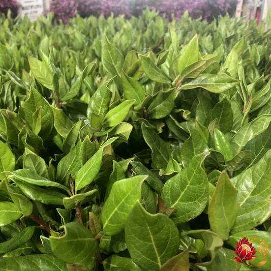 Wholesale Laurel leaves | Buy Fresh Cut Flowers in Bulk | Johannesburg
