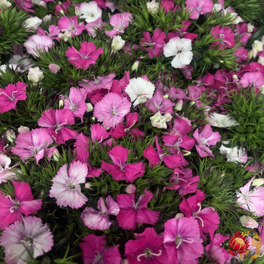 Wholesale Light Pink Dianthus | Buy Fresh Cut Flowers in Bulk | Johannesburg