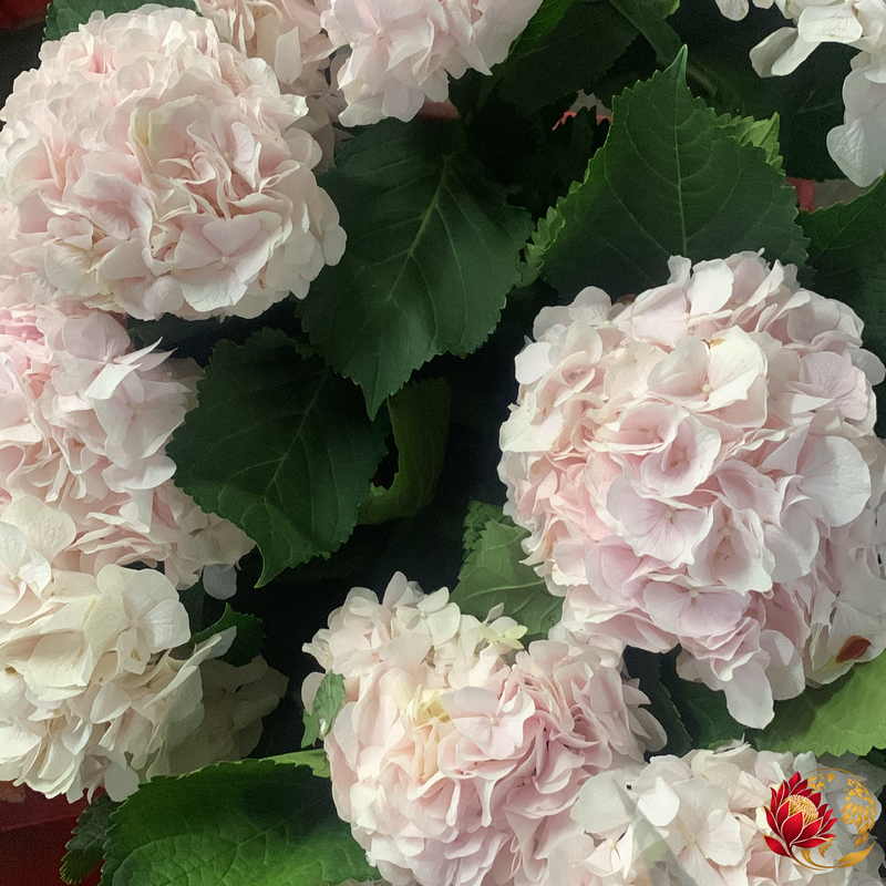 Hortensia Rose Clair en Gros | Acheter des Fleurs Coupées en Vrac | Johannesburg