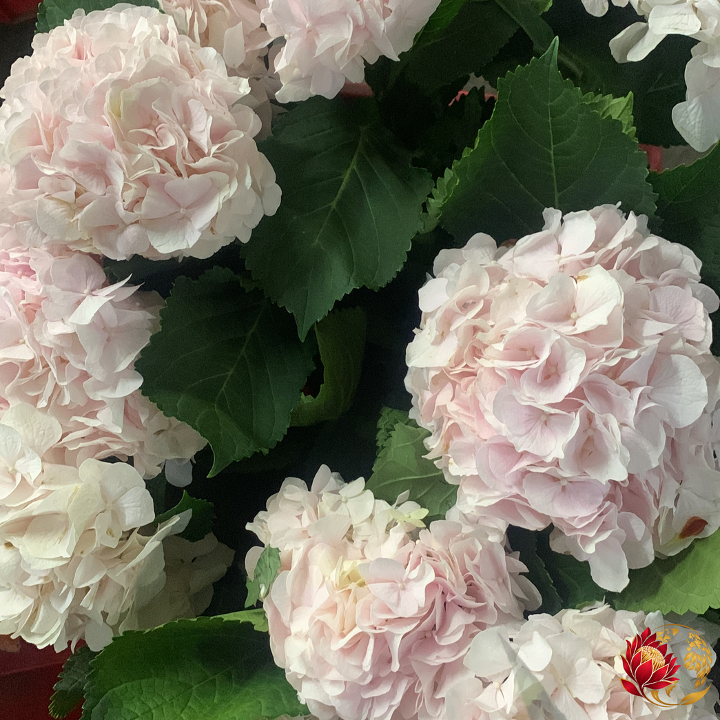 Wholesale Imported Light Pink Hydrangea | Buy Fresh Cut Flowers in Bulk | Johannesburg