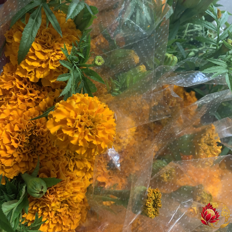 Wholesale Marigold | Buy Fresh Cut Flowers in Bulk | Johannesburg