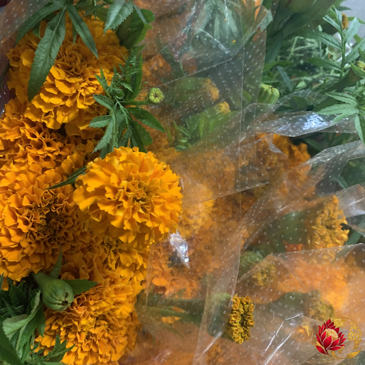 Wholesale Marigold | Buy Fresh Cut Flowers in Bulk | Johannesburg