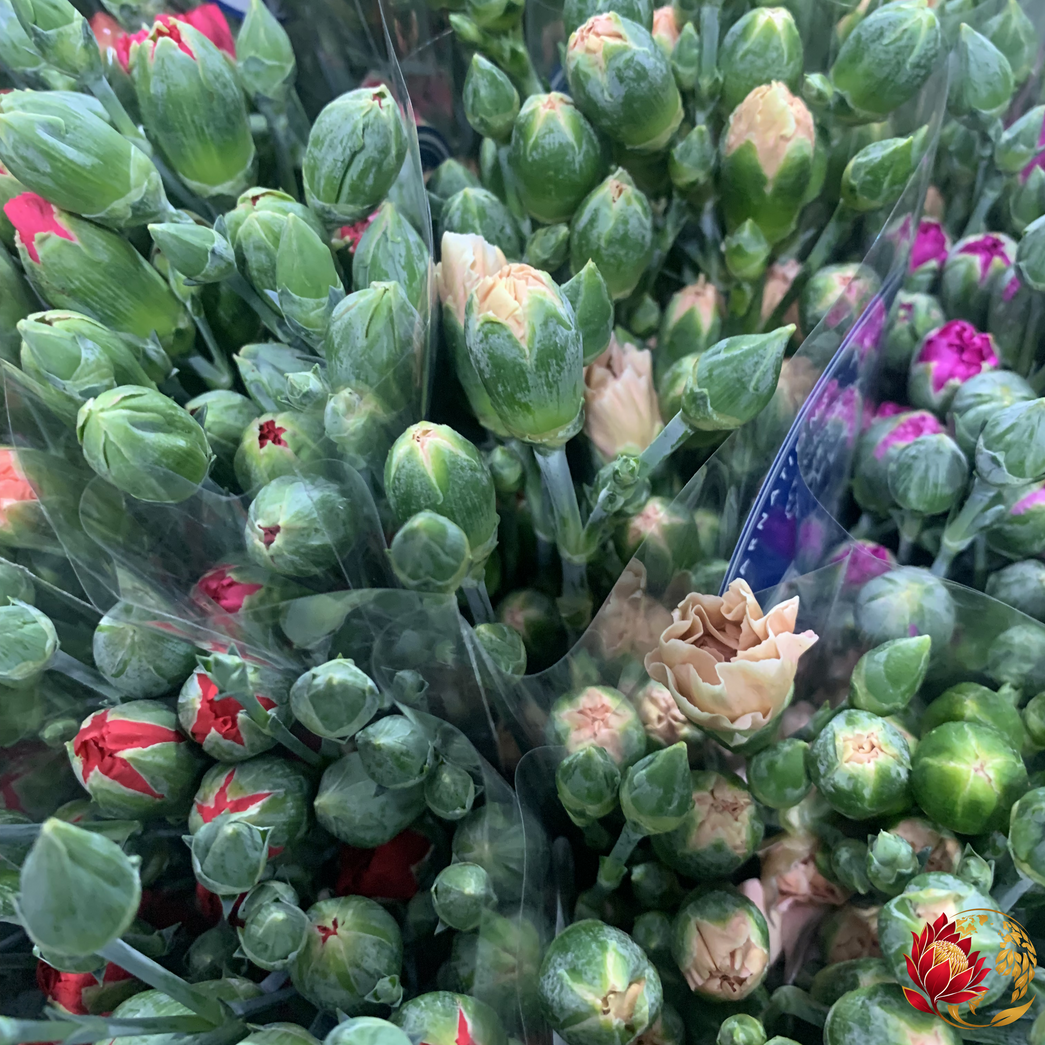 Wholesale Mini Carnations | Buy Fresh Flower Fillers in Bulk | Johannesburg