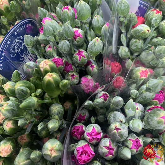 Cravos Mistos Mini no Atacado | Compre Flores Frescas de Corte a Granel | Joanesburgo