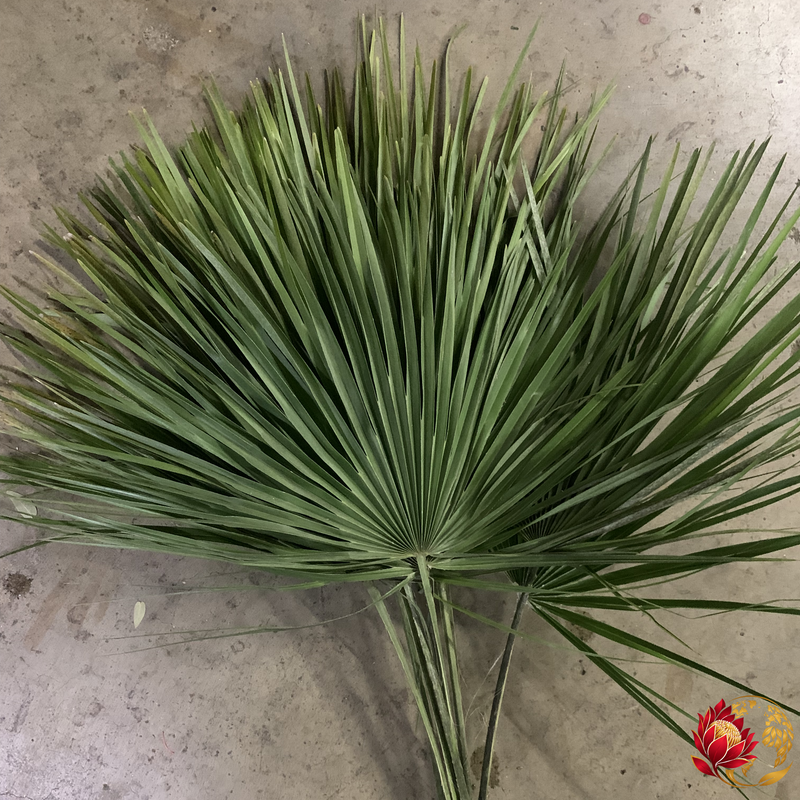 Vente en gros de feuilles de palmier | Achat de fleurs fraîches coupées en vrac | Johannesburg