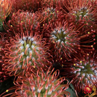 Plantes en pot en gros