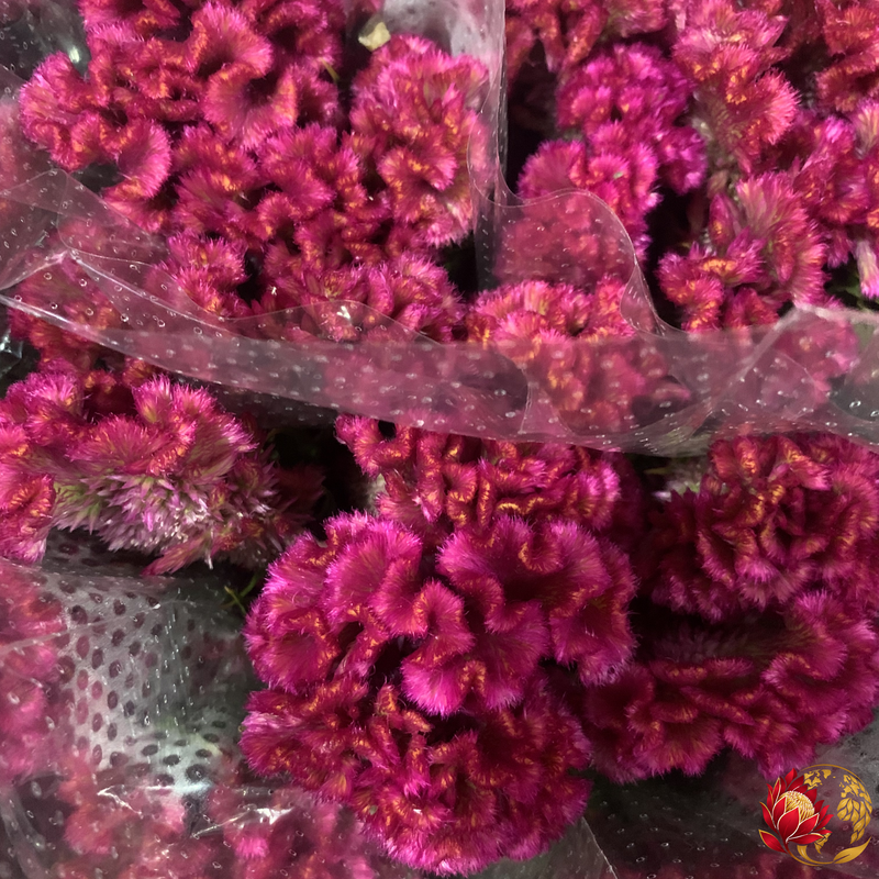 Wholesale Pink Cristata | Buy Fresh Cut Flowers in Bulk | Johannesburg