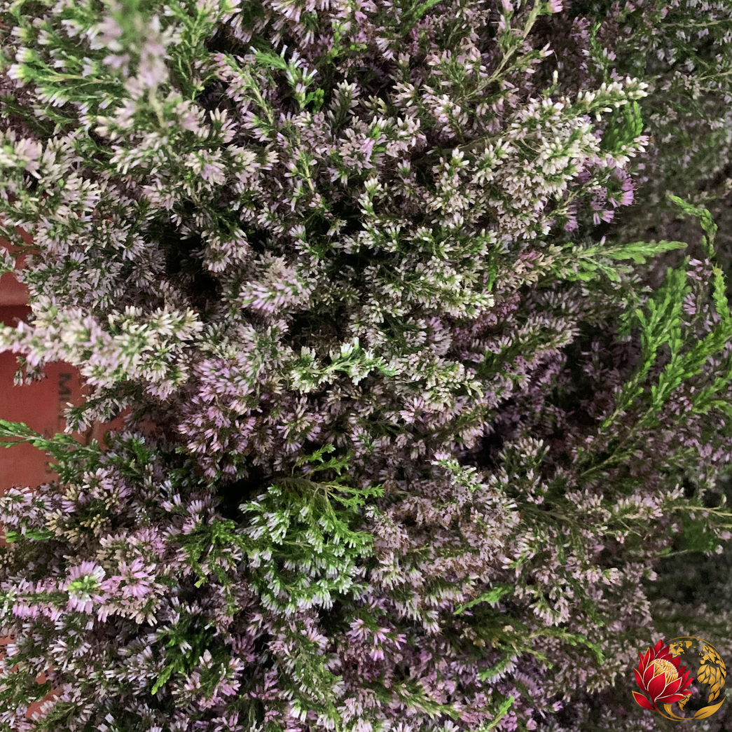 Wholesale Pink Erica | Buy Fresh Cut Flowers in Bulk | Johannesburg