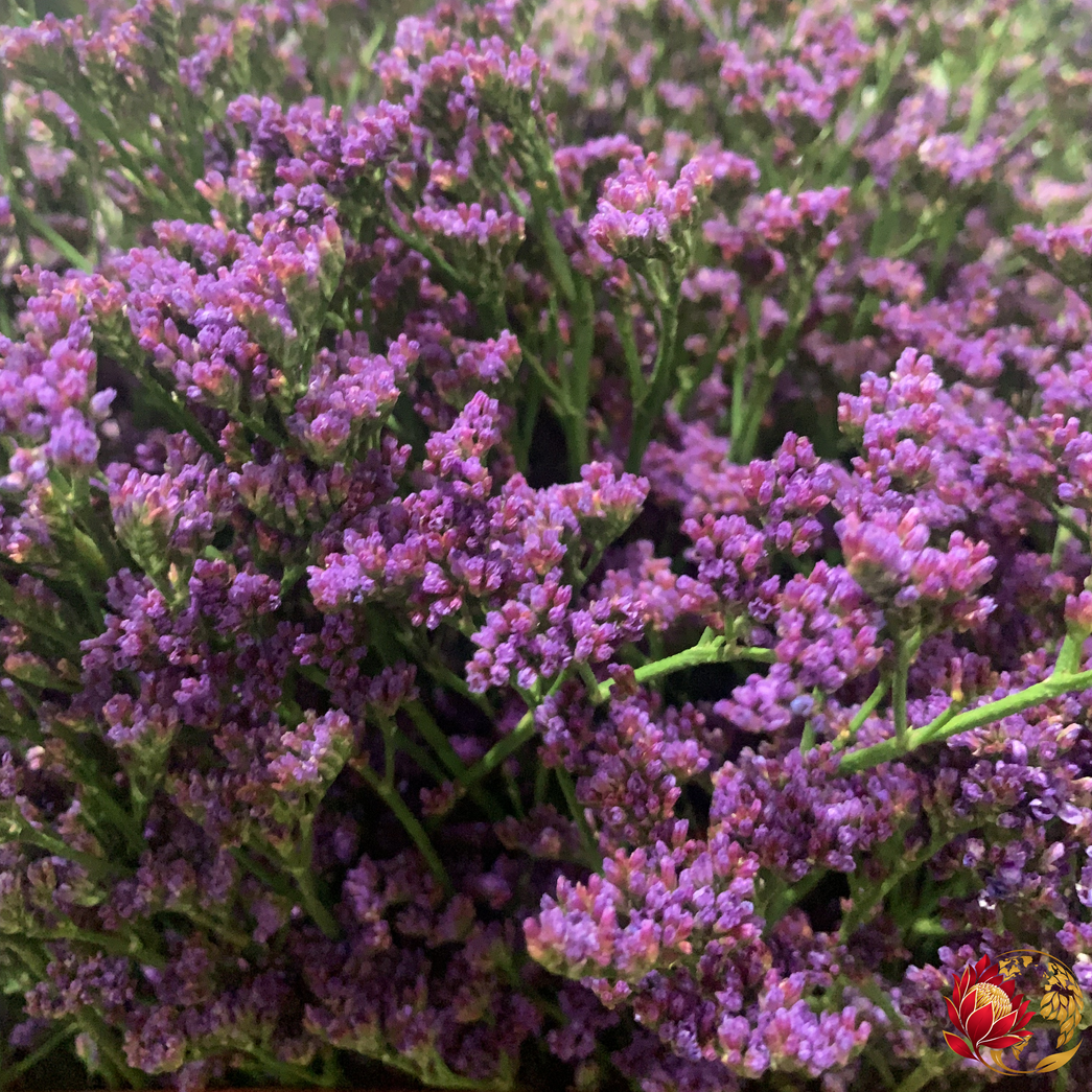 Wholesale Pink Lim | Buy Fresh Cut Flowers in Bulk | Johannesburg
