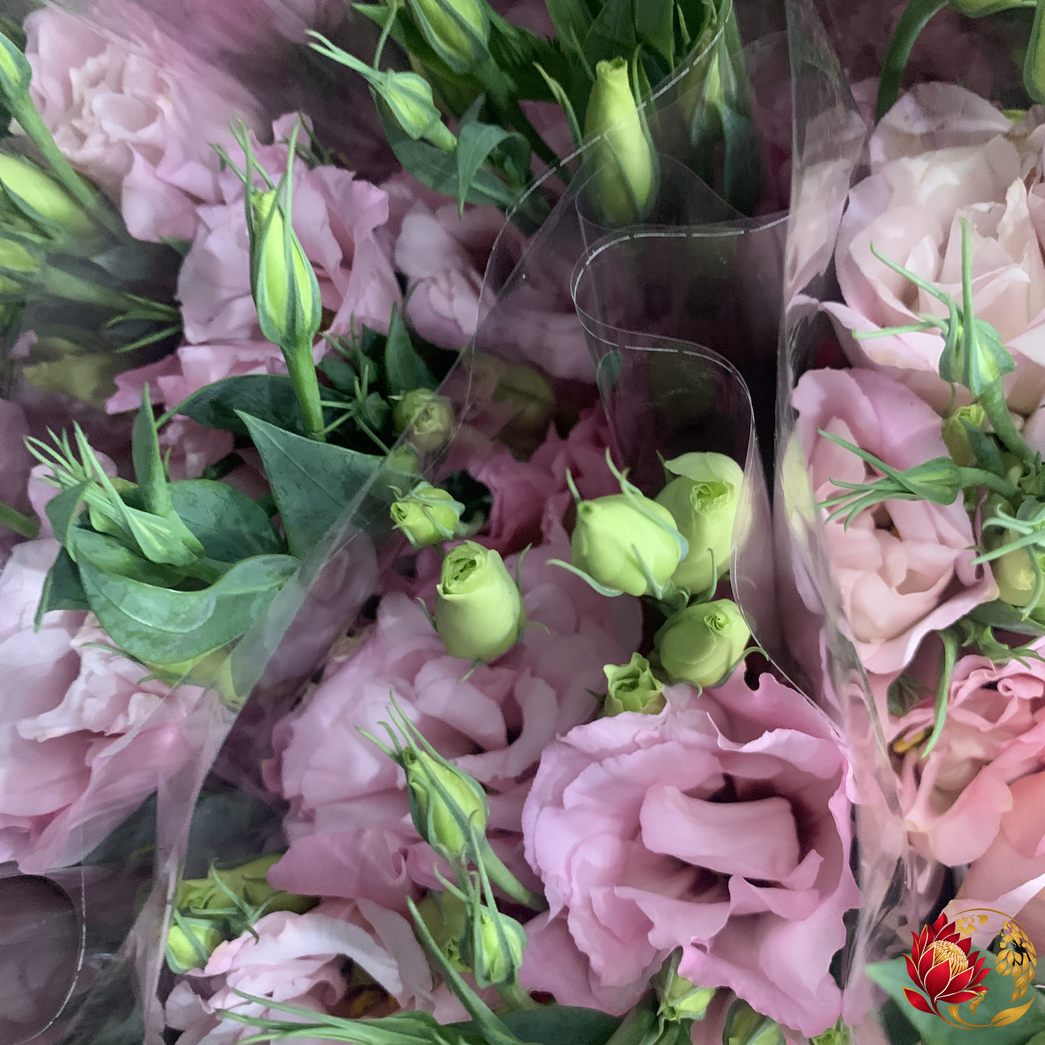 Wholesale Pink Lisianthus | Buy Fresh Cut Flowers in Bulk | Johannesburg