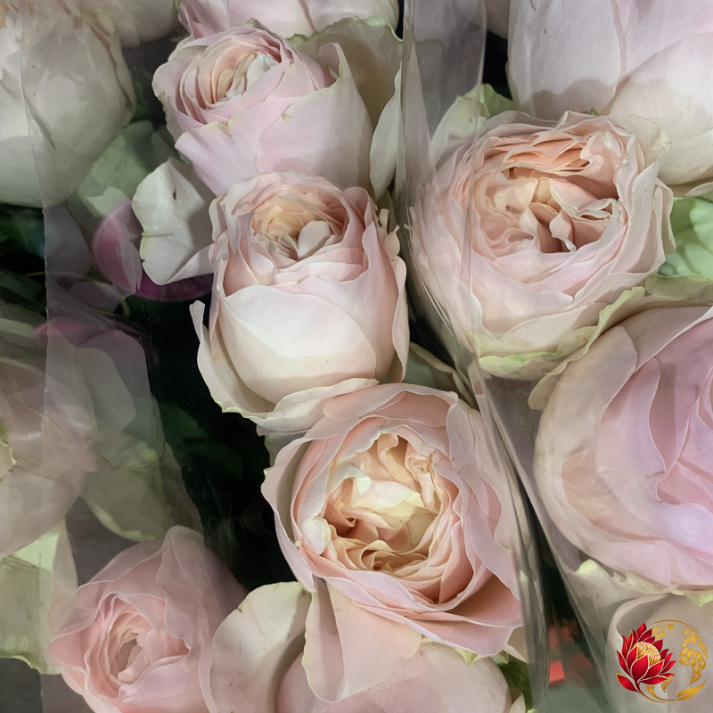 Pivoine Rose en Gros | Acheter des Fleurs Coupées Fraîches en Vrac | Johannesburg