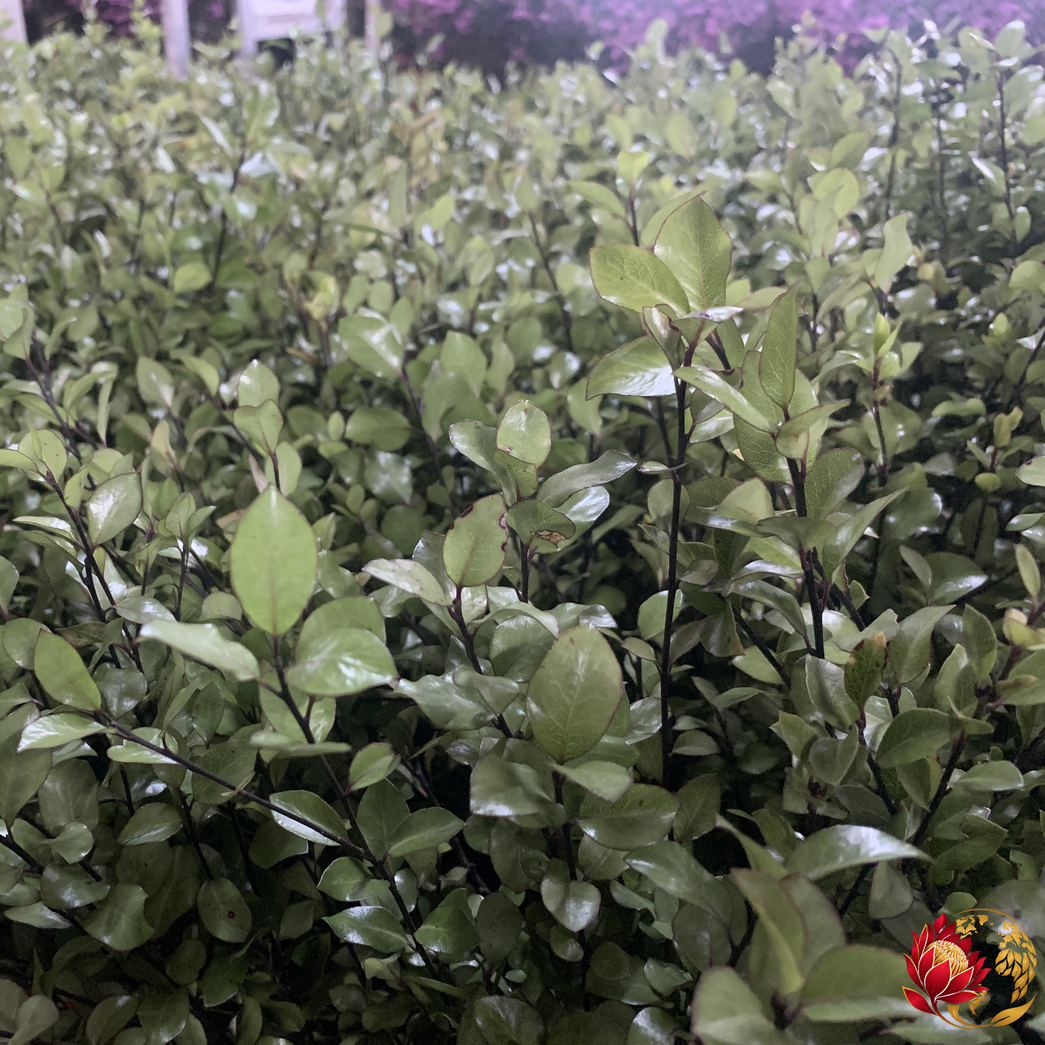 Wholesale Pittosporum | Buy Fresh Cut Flowers in Bulk | Johannesburg