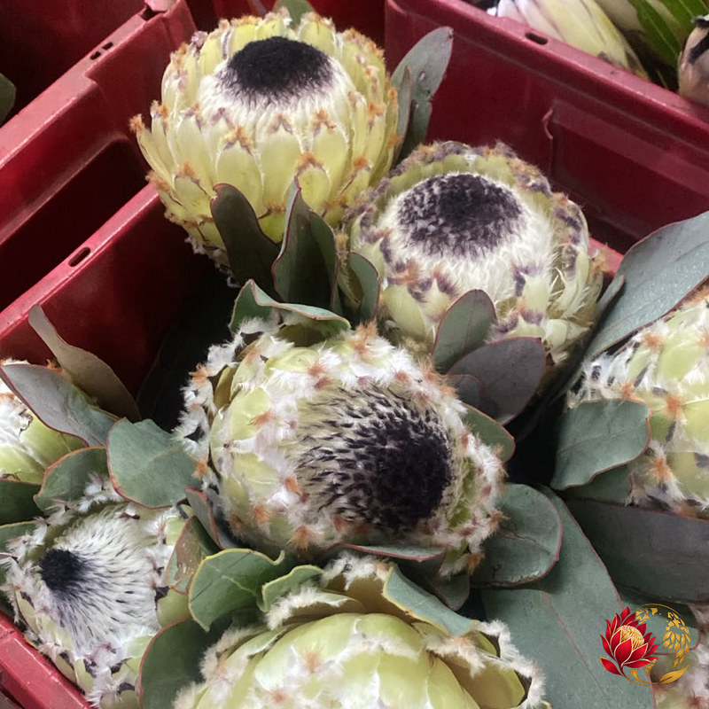 Wholesale Protea Maria | Buy Fresh Cut Flowers in Bulk | Johannesburg