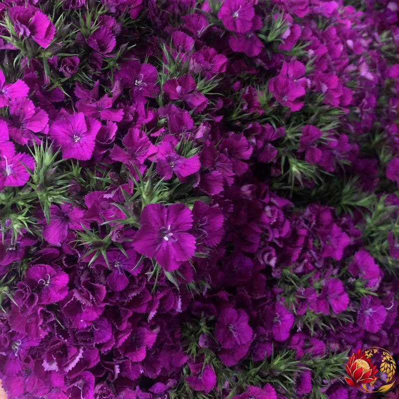 Wholesale Purple Dianthus | Buy Fresh Cut Flowers in Bulk | Johannesburg