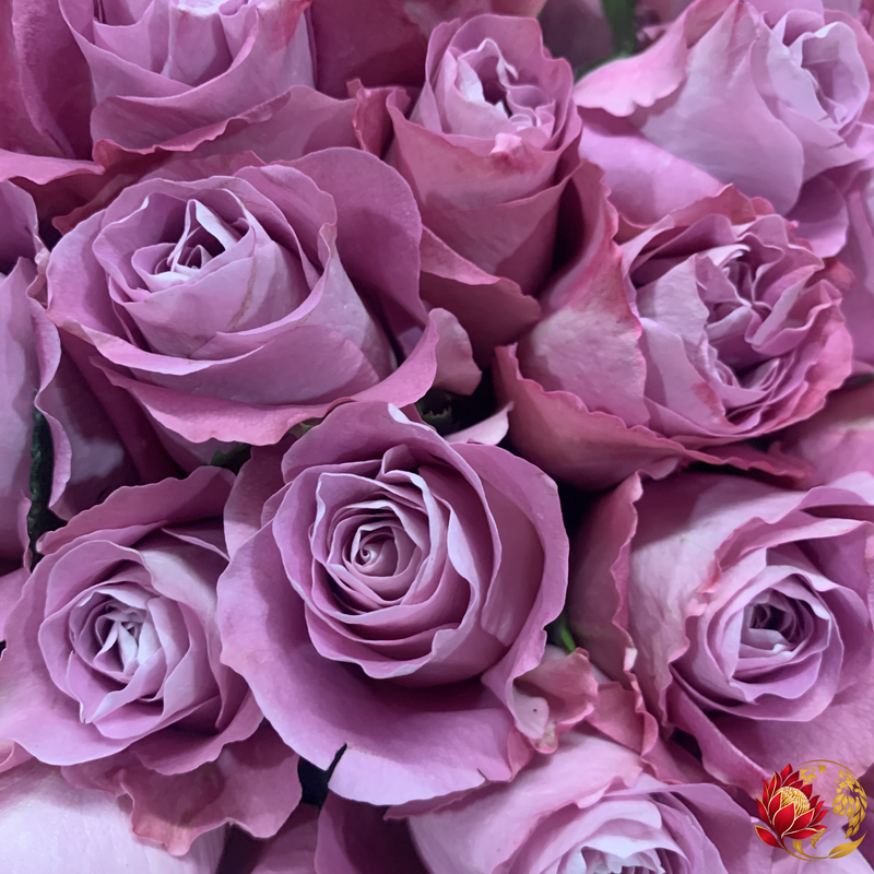Roses violettes en gros | Acheter des roses fraîches coupées en vrac | Johannesburg