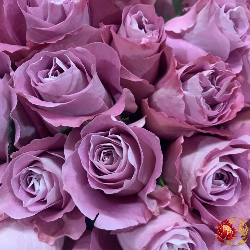 Wholesale Purple Roses | Buy Fresh Cut Roses in Bulk | Johannesburg