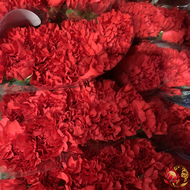 Wholesale Red Carnations | Buy Fresh Cut Flowers in Bulk | Johannesburg